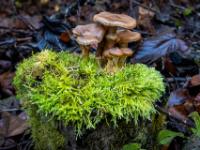 Pilzgruppe auf mit hellem Moos bedeckten Baumstumpf